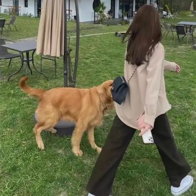 黄金鸟